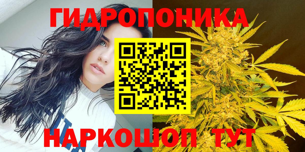 Бошки Шишки планчик Котлас